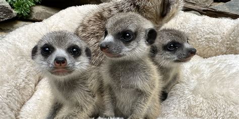 New at the Zoo: Meet Our Meerkat Pups | Smithsonian's National Zoo