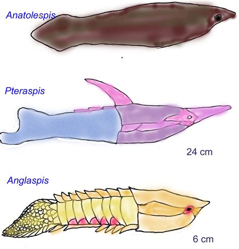 Ordovician Period Jawless Fish