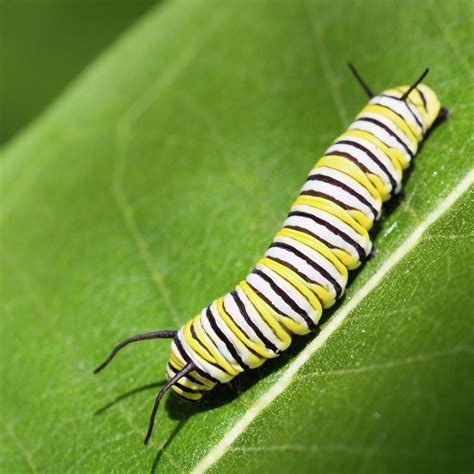 Monarch Butterfly Caterpillar by Paul Omernik