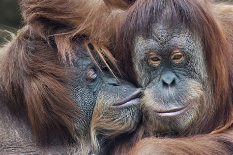 Sapete quali animali fanno sesso per piacere?