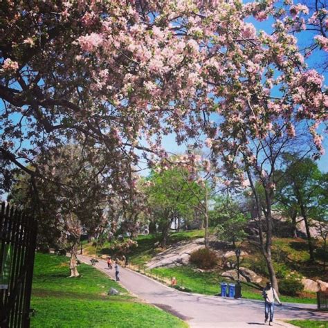 Spring Splendor in Central Park's Conservatory Garden