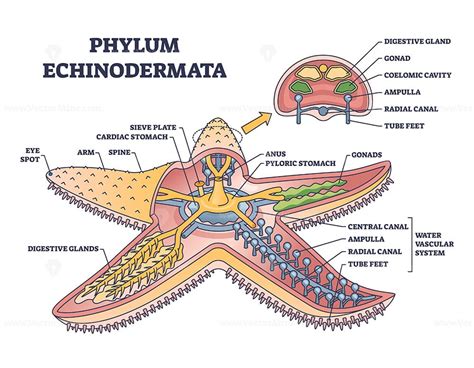 Phylum echinodermata or starfish anatomy with inner structure outline ...