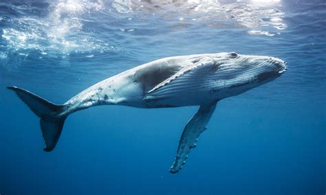 Humpback Whale Swim and Snorkel Tour Moorea