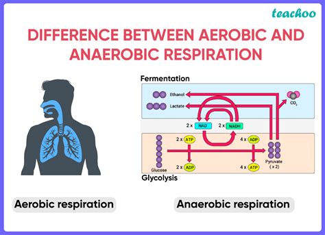 Difference Between Aerobic and Anaerobic Respiration [in Table Form]