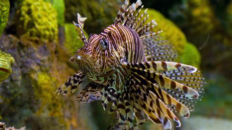 lionfish, Fish Wallpapers HD / Desktop and Mobile Backgrounds