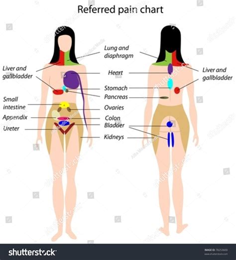 Referred Pain Chart Stock Vector (Royalty Free) 78253600 | Shutterstock