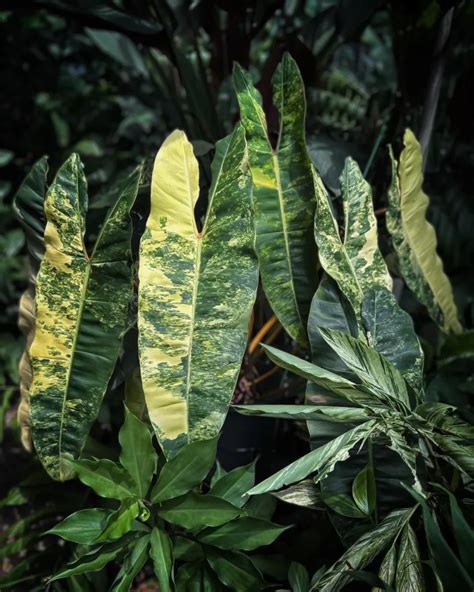 Philodendron Billietiae Care: The Ultimate Guide