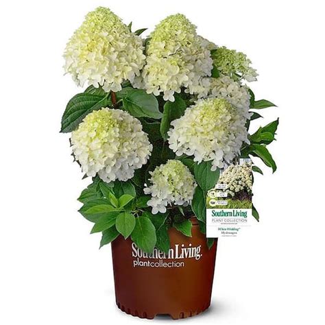 SOUTHERN LIVING 2 Gal. White Wedding Hydrangea Shrub with Pillow-Like ...