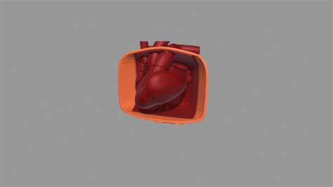 Pericardial Sinuses - 3D model by jplister [e7cc55a] - Sketchfab