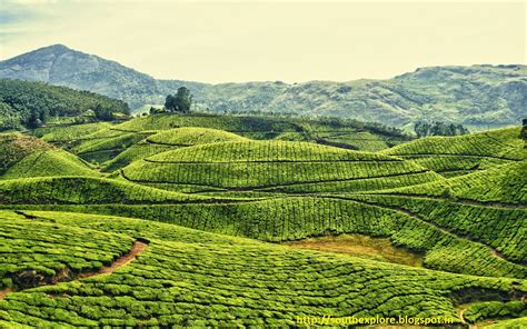 MUNNAR HONEY MOON DESTINATION | TOURIST ATTRACTIONS IN MUNNAR | HONEY ...