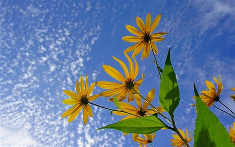 Yellow Daisy Wallpaper - WallpaperSafari