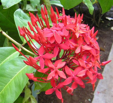 Ixora Flower, Types of Ixora