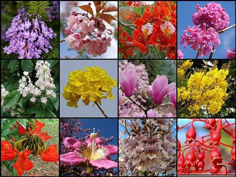 Most beautiful flowering trees (close-up) | Flowering trees, Deciduous ...