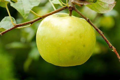 12 Types of Pear Trees to Grow in Your Yard | Apple tree, Flowering ...