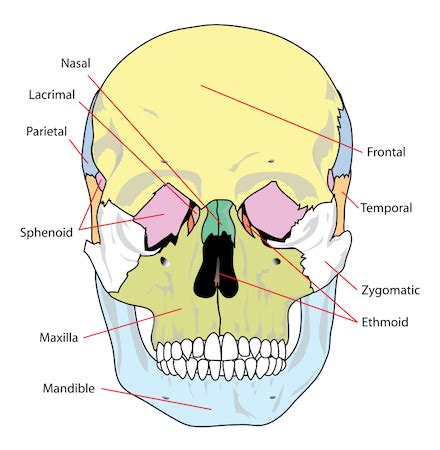 Human Skull Anatomy, Bones & Functions | How Many Bones in the Skull ...