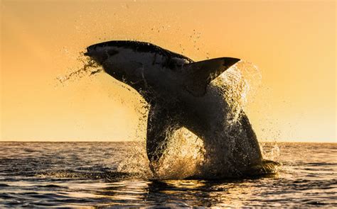 Great White Shark Silhouette Images – Browse 3,407 Stock Photos ...