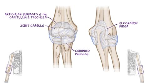 Anatomy of the elbow joint: Video, Anatomy & Definition | Osmosis