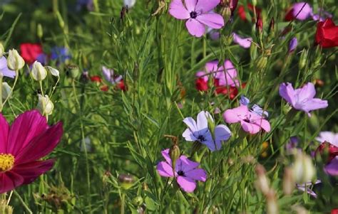 5 Reasons Plant Diversity in the Garden Is Important | MarkMeets ...