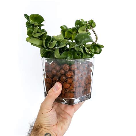 a person holding up a potted plant with lots of small leaves on it's top