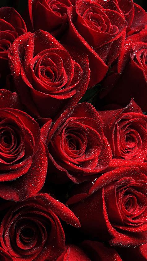 Red Roses, drops, petals, red, roses, valetines, HD phone wallpaper ...