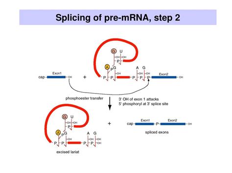 PPT - Splicing RNA: Mechanisms PowerPoint Presentation, free download ...