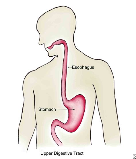 Esophagus Function In The Digestive System | MedicineBTG.com