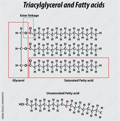 Triglyceride structure fatty acids saturated fatty acids unsaturated ...