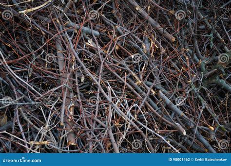 Nature Texture of Brushwood Stock Photo - Image of fuel, branch: 98001462