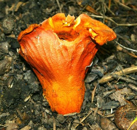 Squam Lakes Natural Science Center Blog: On Wild Mushrooms