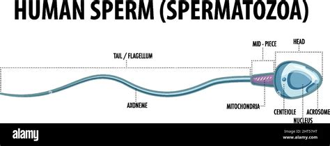 Structure of human sperm (spermatozoa) illustration Stock Vector Image ...