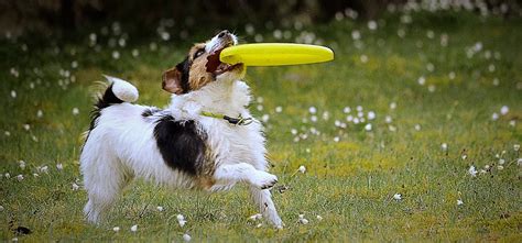 Can Dogs Know How to Play Frisbee Toss? - Wag!