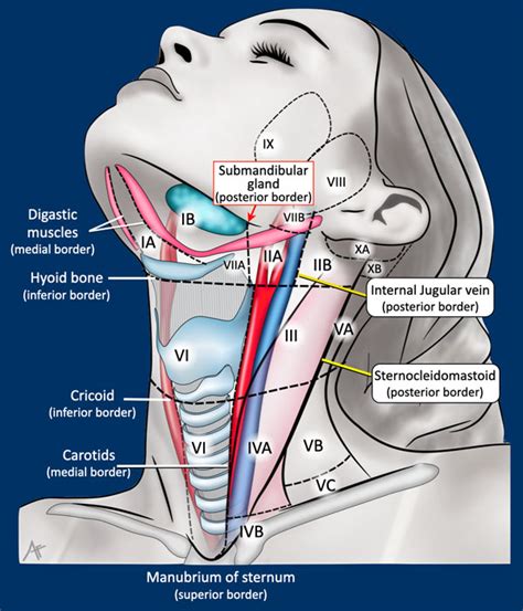 Jugular Lymph Nodes