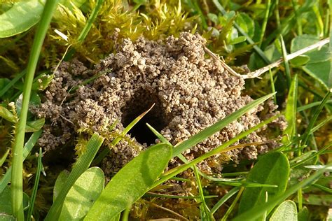 How to Identify and Control Ground Bees