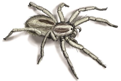 Wolf Spider Infestation - How to Get Rid of Wolf Spiders