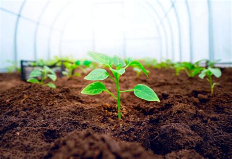 Healthy Soil Makes for a Healthy Life – Impello® Biosciences