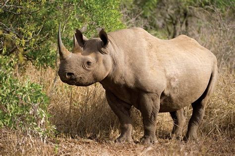 black rhinoceros | Description, Population, Habitat, & Facts | Britannica