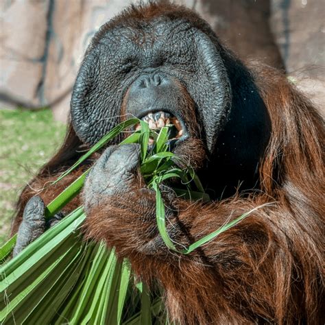 Orangutan Caring Week 2022 - Phoenix Zoo