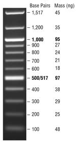 100 bp DNA Ladder | NEB