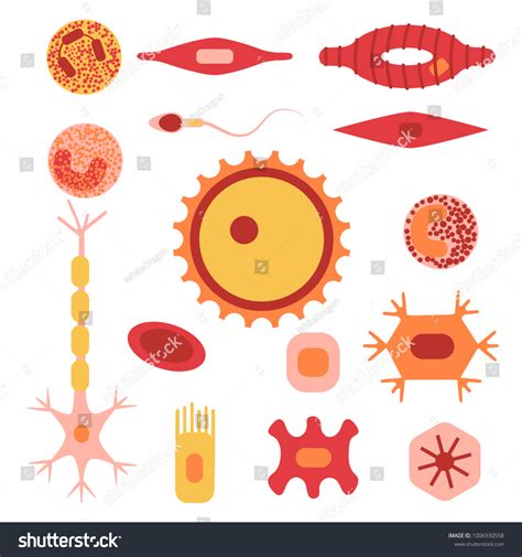 Different Human Cell Types Icon Set Stock Vector (Royalty Free ...