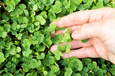 How to Plant a Clover Lawn