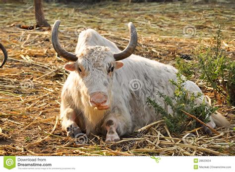 Yak stock photo. Image of outdoor, farm, langtang, hair - 28623634