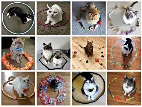 Cats in Circles – The Festive Edition – The Purrington Post