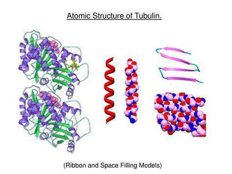 PPT - Atomic Structure of Tubulin. PowerPoint Presentation, free ...