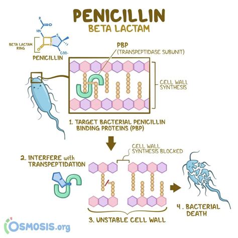 Understanding Penicillins: A Guide for Nursing Students