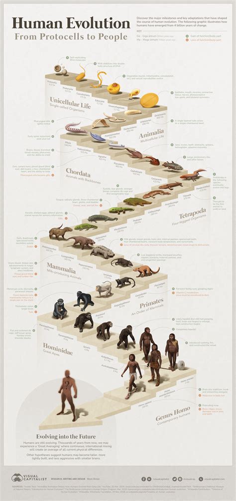 The 4 Billion Year Path of Human Evolution - Careers and Education News