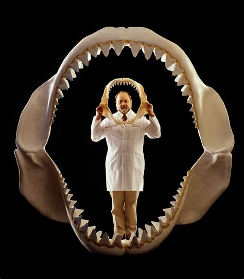 Real Megalodon Skeleton