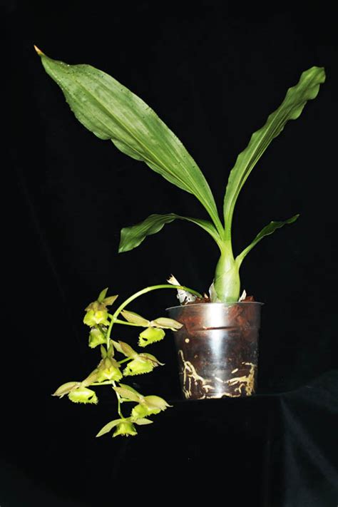 Catasetum fimbriatum – Orchidee.de