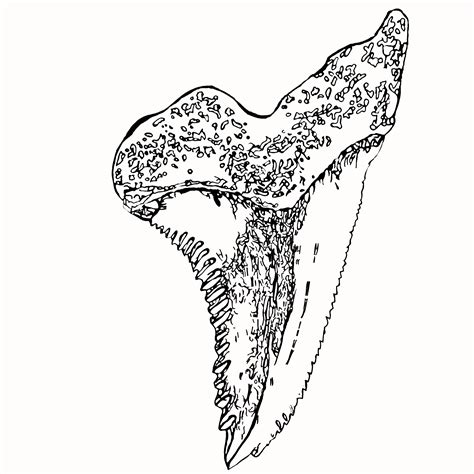 Shark Tooth Drawing at GetDrawings | Free download