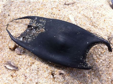 Purple Sea Turtle Rescued on Outer Banks coast - Museum of Litter