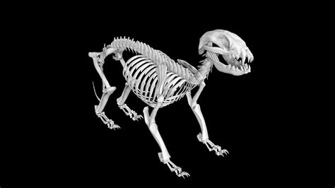 3D Model Raccoon Skeleton - TurboSquid 1889566